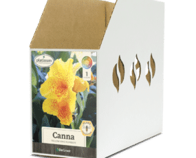 Canna Yellow King Humbert Bin Box