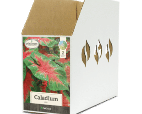 Caladium Red Bin Box