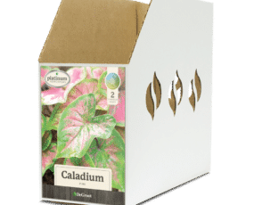 Caladium Pink Bin Box
