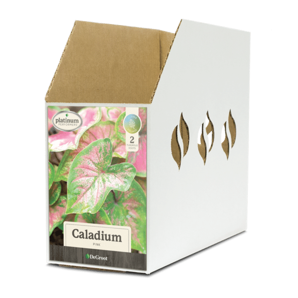 Caladium Pink Bin Box