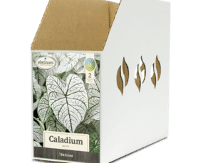 Caladium White Bin Box