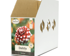 Dahlia, Duet Bin Box