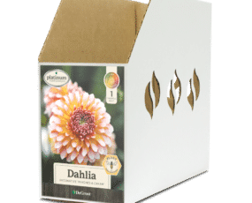 Dahlia Peaches & Cream Bin Box