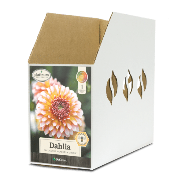 Dahlia Peaches & Cream Bin Box