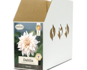 Dahlia Cafe Au Lait Bin Box