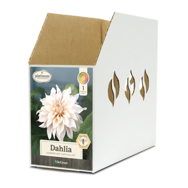 Dahlia Cafe Au Lait Bin Box