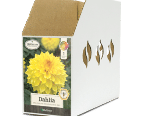 Dahlia Kelvin Floodlight Bin Box