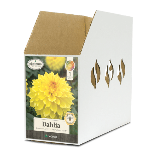 Dahlia Kelvin Floodlight Bin Box