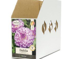 Dahlia Lavender Perfection Bin Box