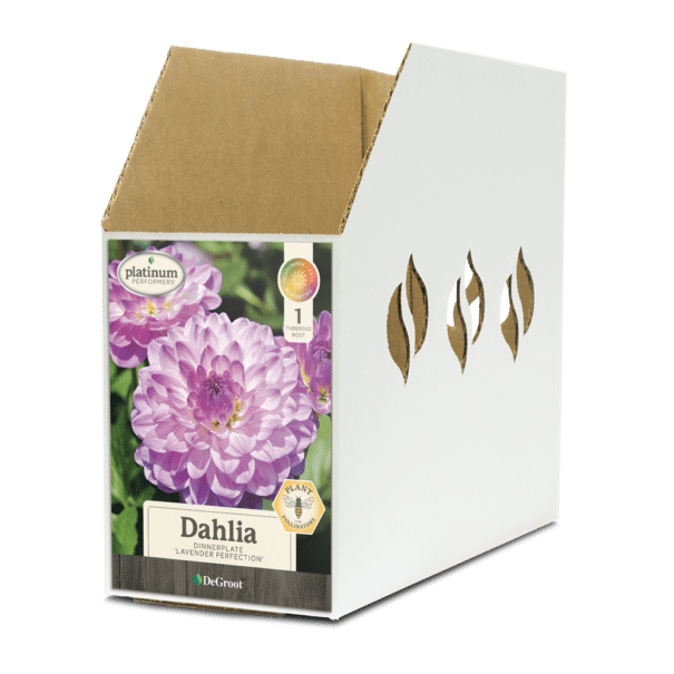 Dahlia Lavender Perfection Bin Box