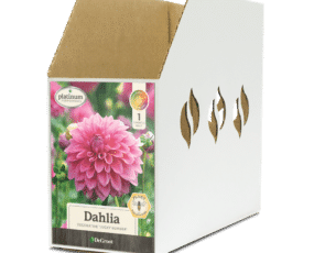 Dahlia Lucky Number Bin Box