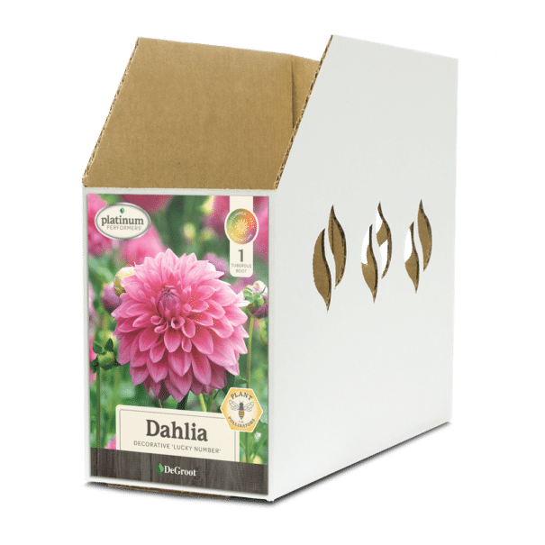 Dahlia Lucky Number Bin Box