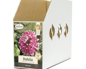 Dahlia Vancouver Bin Box