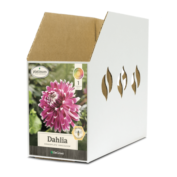Dahlia Vancouver Bin Box