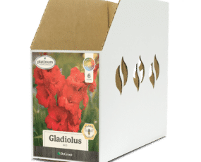 Gladiolus Red Bin Box