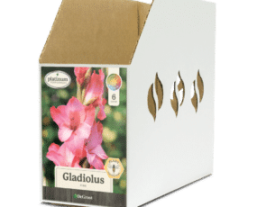 Gladiolus Pink Bin Box