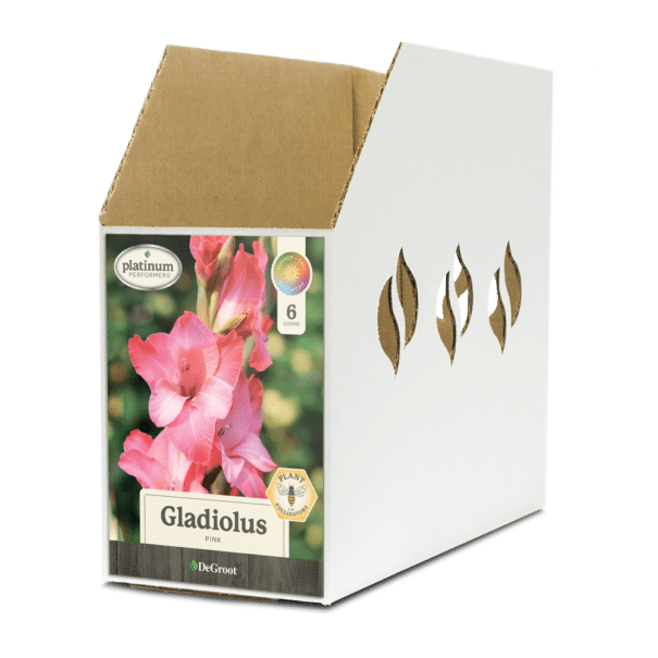 Gladiolus Pink Bin Box