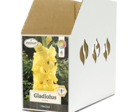 Gladiolus Yellow Bin Box