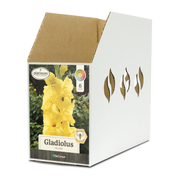 Gladiolus Yellow Bin Box
