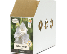 Gladiolus White Bin Box