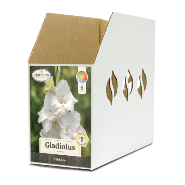 Gladiolus White Bin Box