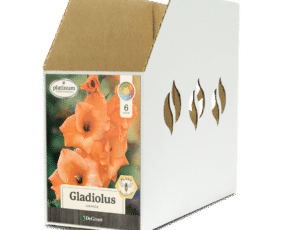 Gladiolus Orange Bin Box