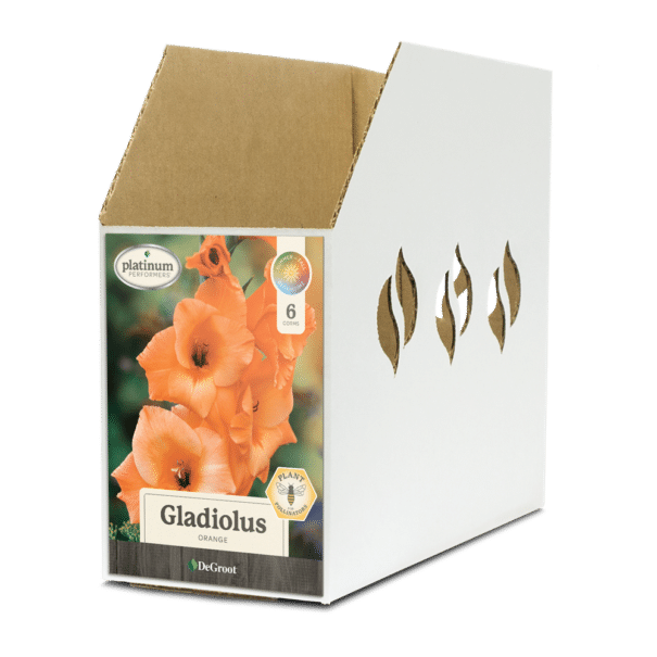 Gladiolus Orange Bin Box
