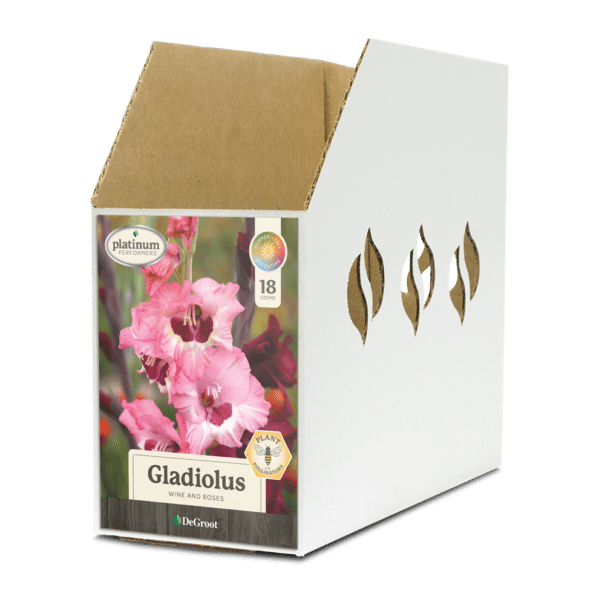 Gladiolus Wine And Roses Bin Box