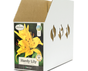 Hardy Lily Nove Cento Bin Box