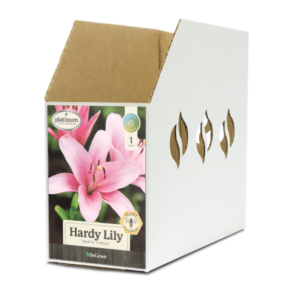 Hardy Lily Vivaldi Bin Box