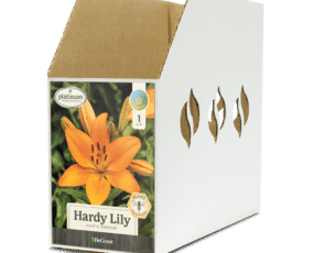 Hardy Lily Bariton® Bin Box