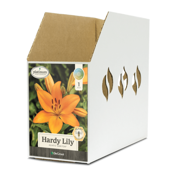 Hardy Lily Bariton® Bin Box