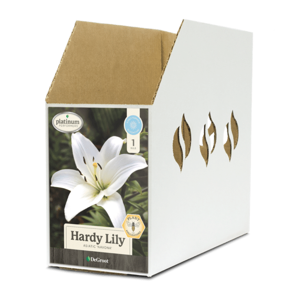 Hardy Lily Navona Bin Box