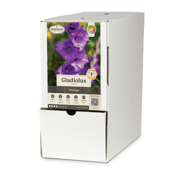 Gladiolus 'Purple' Bulk Bin Box