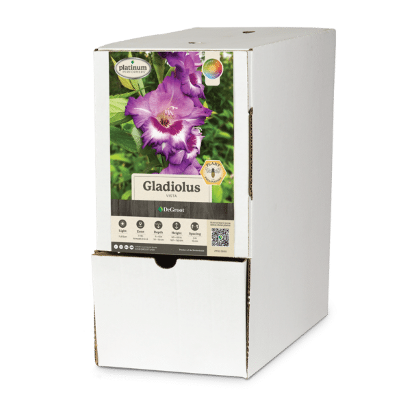 Gladiolus 'Vista' Bulk Bin Box