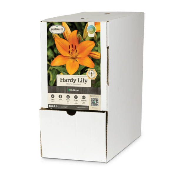 Hardy Lily 'Bariton' Bulk Bin Box