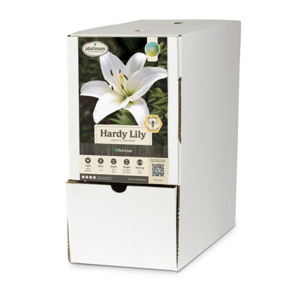 Hardy Lily 'Navona' Bulk Bin Box