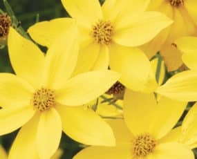 Coreopsis