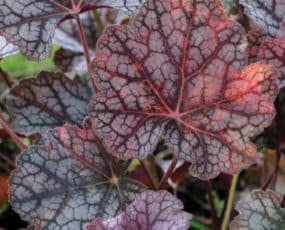 Heuchera (Coral Bells)