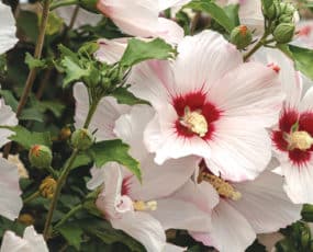 Hibiscus Syriacus