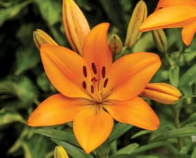 Hardy Lily 'Bariton'