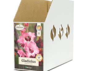 Bin Box GL068300 Gladiolus Wine And Roses