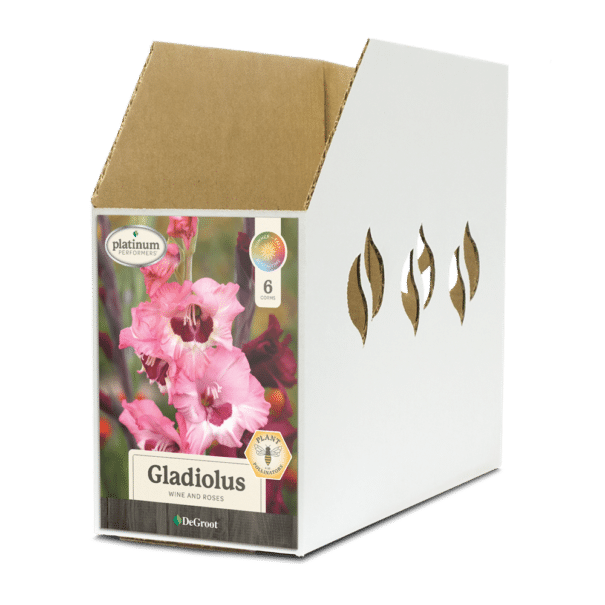 Bin Box GL068300 Gladiolus Wine And Roses