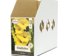 Bin Box GL065200 Gladiolus Bananarama
