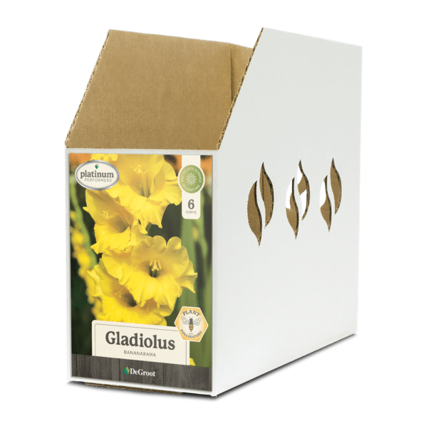 Bin Box GL065200 Gladiolus Bananarama