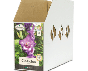 Bin Box GL066900 Gladiolus Vista