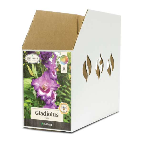 Bin Box GL066900 Gladiolus Vista