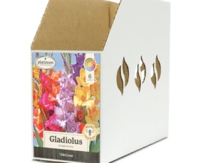 DG Bin Box GL067600 Gladiolus Rainbow Mix