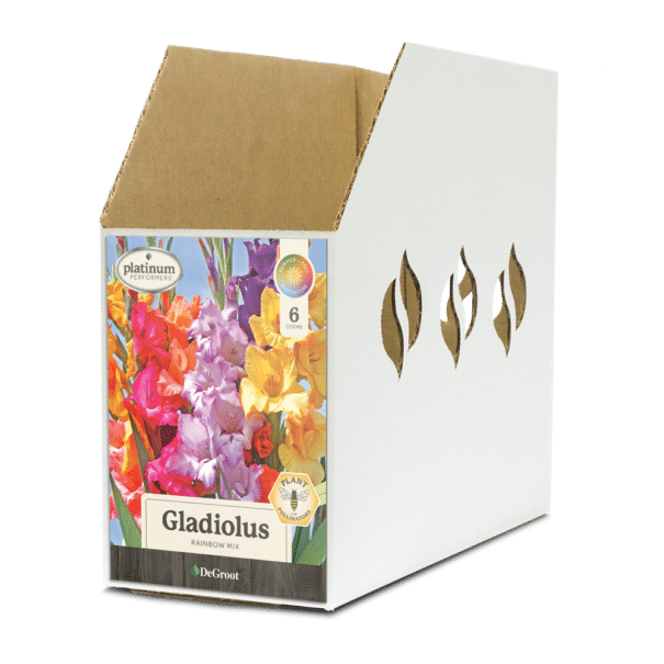 DG Bin Box GL067600 Gladiolus Rainbow Mix