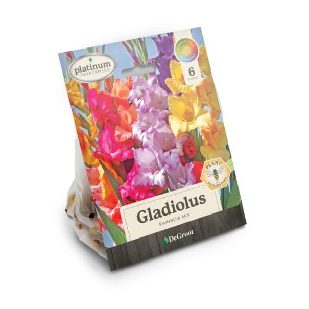 24 DG Spring Cappers ZLGL1276 Gladiolus Rainbow Mix 6ct Package